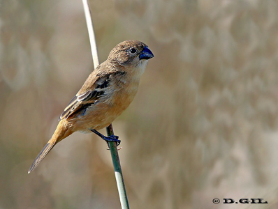 DOMINÓ (Sporophila collaris)  - (Juvenil) Playa Penino-SAN JOSE (Mayo 2012)